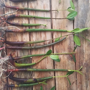 May include: A collection of mangrove propagules, featuring elongated stems with roots and small green leaves. The stems display a gradient of colors, from dark brown to green. The propagules are arranged on a weathered wooden surface.