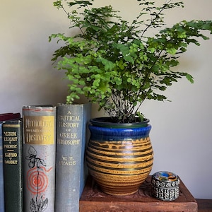 May include: A vibrant green maidenhair fern in a round, two-toned ceramic pot with a deep blue rim and horizontal brown and tan stripes. The plant sits on a carved wooden box next to a small, ornate silver trinket box and several vintage books.