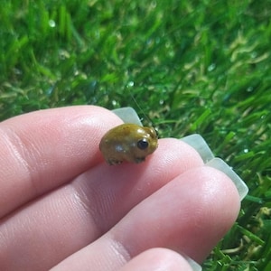 Puede incluir: Un pequeño escarabajo marrón y negro con una cáscara lisa y brillante se sostiene en la mano de una persona. El escarabajo está sentado en la punta de un dedo, con sus patas visibles. El fondo es una superficie de césped artificial verde.