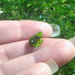 May include: A small green frog with black eyes sitting on a person's hand. The hand is resting on a bed of green grass.