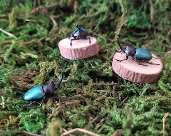 May include: Three blue and black beetles are perched on small wooden rounds. The beetles have long, black horns and are sitting on a bed of green moss.