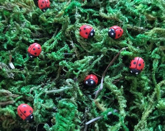 May include: A close-up of a bed of green moss with several small red and black ladybugs scattered throughout.