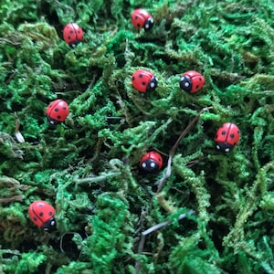 Mariquitas en miniatura - Mariquitas - Miniatura - Mariquita de jardín de hadas