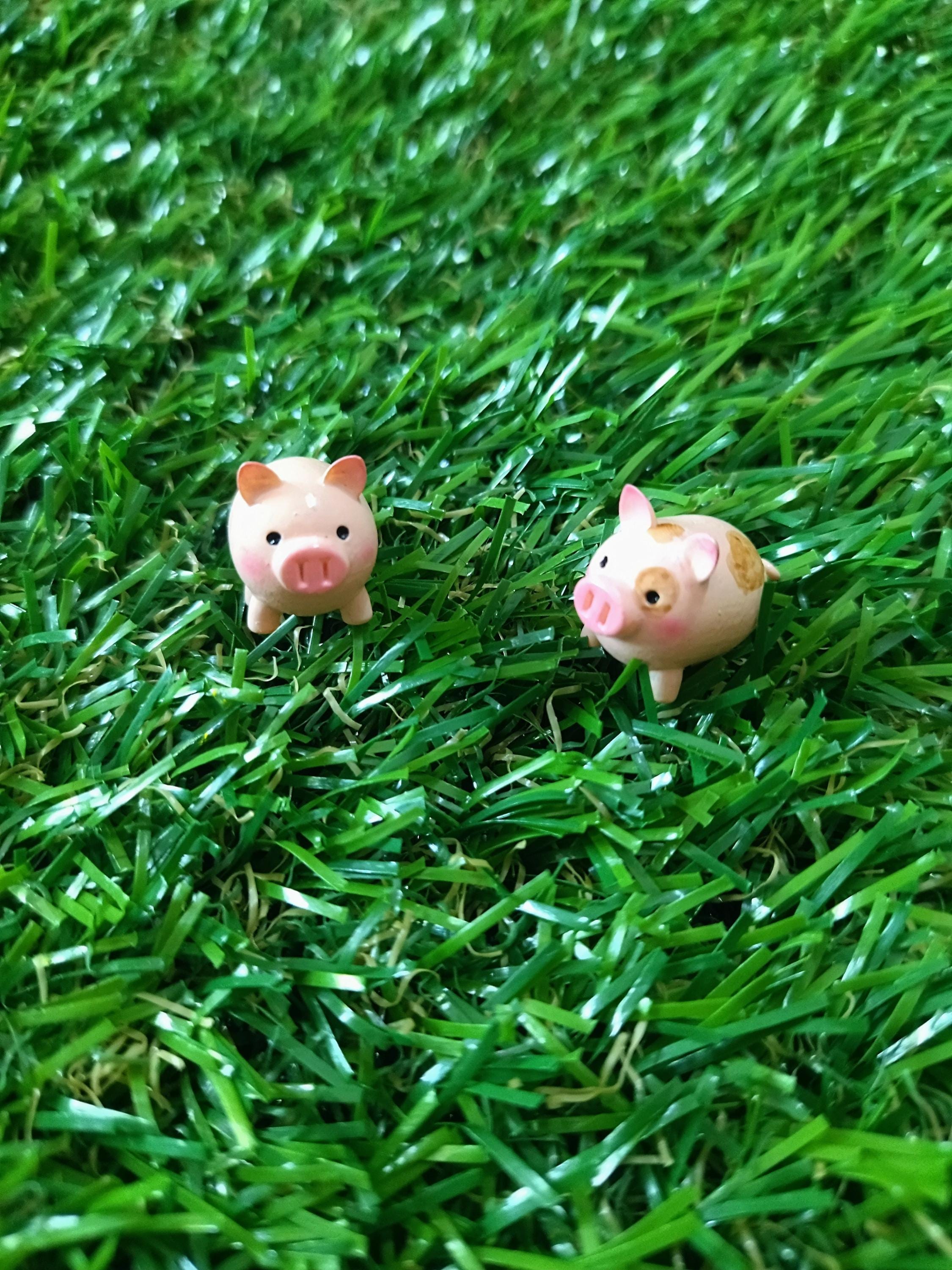 Buy Tiny Plastic Pig Online In India India