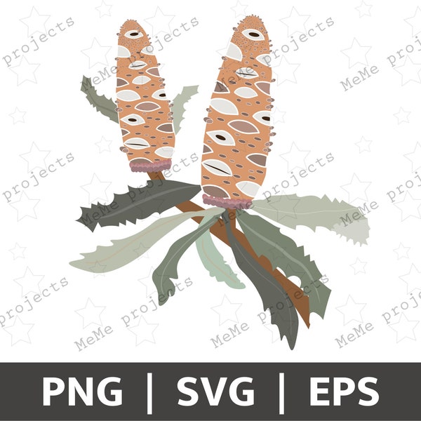 Australian Banksia | Banksia Cricut | Banksia SVG PNG EPS | Australian Flora | Australian Flowers | Banksia Clipart | Flora Image