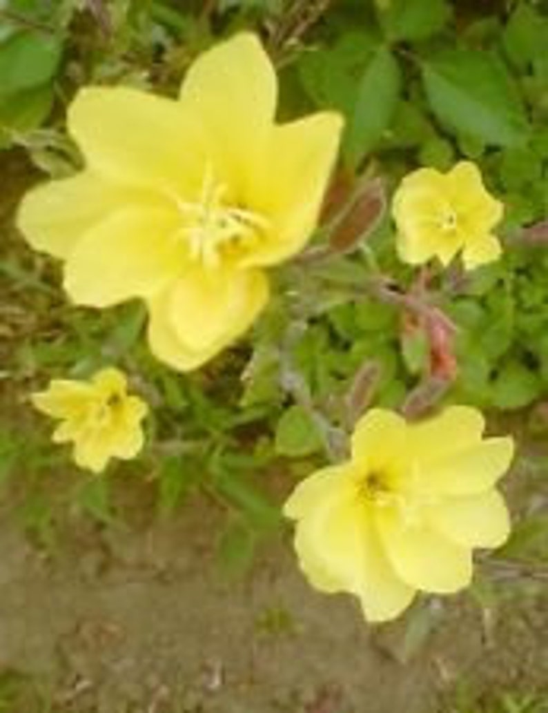 Wild Evening Primrose Flower Essence Etsy