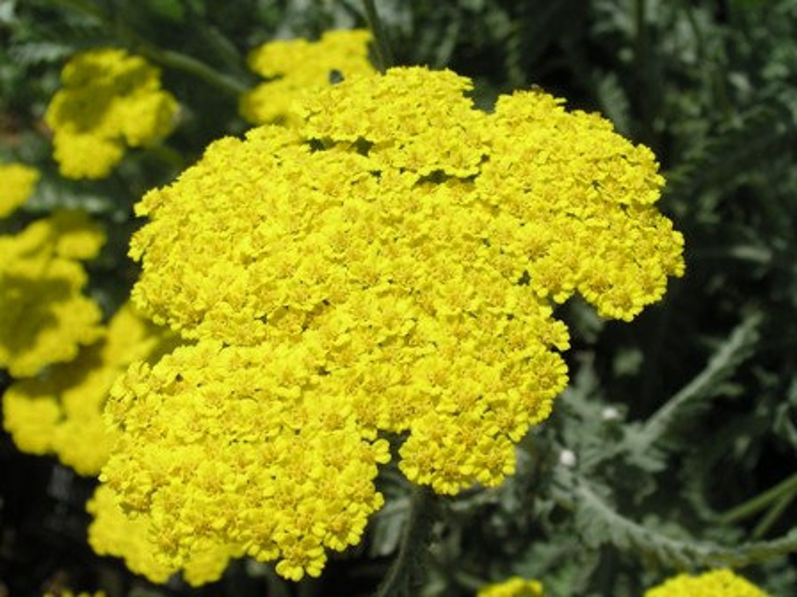 Wild Yellow Yarrow Flower Essence Etsy