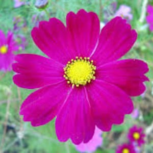 Cosmos Flower Essence Benefits