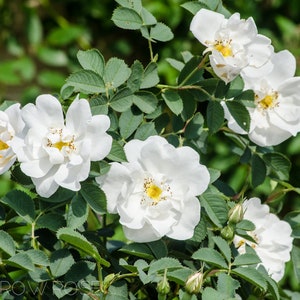 Wild White Rose Flower Essence