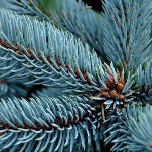 Blue Spruce and Menthol Cough Drops