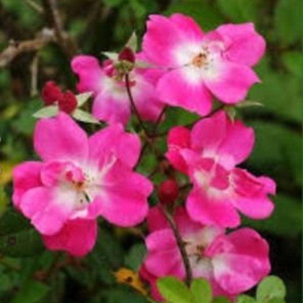 Wild Pink Rose Flower Essence