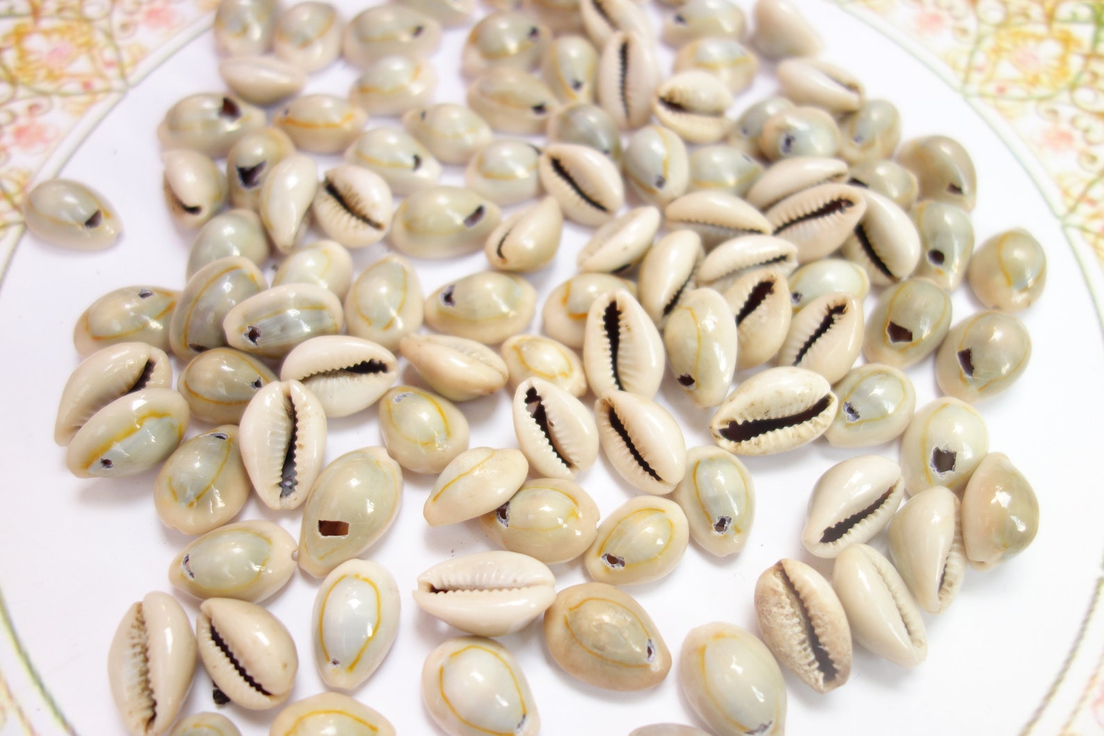 Seashells or Kaudi from India White color tiny sea shells Etsy