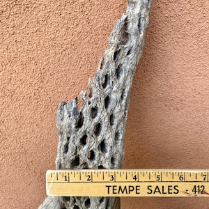 You Choose Unique and Rare Large Natural Cholla Cactus Skeletons Sizes