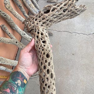 You Choose Large Natural Cholla Cactus Skeletons Sizes From 4 Inches to 46 Inches in Length