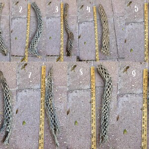 You Choose Large Natural Cholla Cactus Skeletons Sizes From 4 Inches to 46 Inches in Length