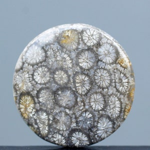 Fossilized Coral Eye Singgle , Indonesia Fossilized Gemstone, Loose Gemstone For Making Jewelry, Gift Personal