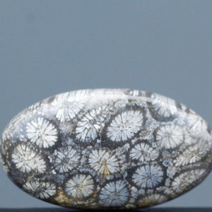 Fossilized Coral Eye Singgle , Indonesia Fossilized Gemstone, Loose Gemstone For Making Jewelry, Gift Personal