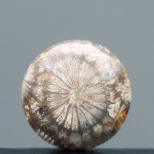 Fossilized Coral Eye Singgle , Indonesia Fossilized Gemstone, Loose Gemstone For Making Jewelry, Gift Personal