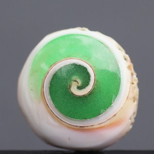 Fossilized Snail Shell