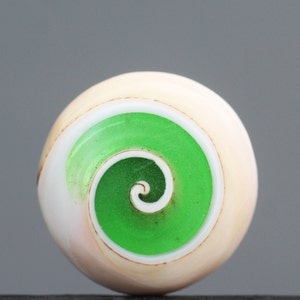 May include: A white and green seashell with a spiral pattern. The shell is smooth and shiny.