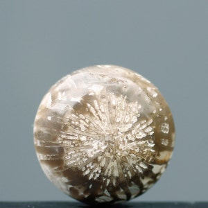 Fossilized Coral Eye Singgle , Indonesia Fossilized Gemstone, Loose Gemstone For Making Jewelry, Gift Personal