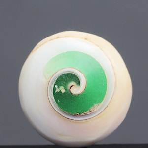 Fossilized Snail Shell