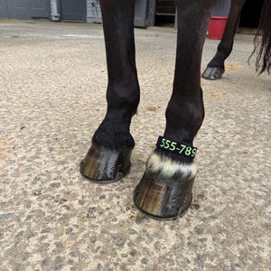 May include: Close-up of a horse's legs and hooves. The horse has dark brown legs and hooves. A green band with the number "555-789" is wrapped around the lower leg. The horse is standing on a concrete surface.