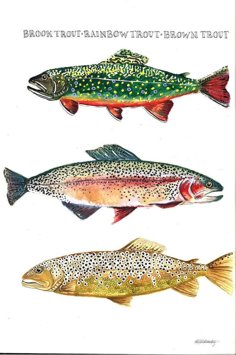 Fish Seriesbrook Trout Rainbow Trout and Brown Trout Etsy