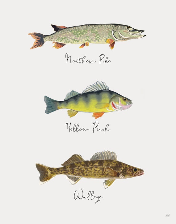 Fish Series-Northern Pike, Yellow Perch and Walleye
