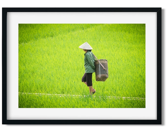 Asia Photography Vietnam Photography Vietnam Wall Decor Woman In Rice Field Vietnamese Culture Wall Decor