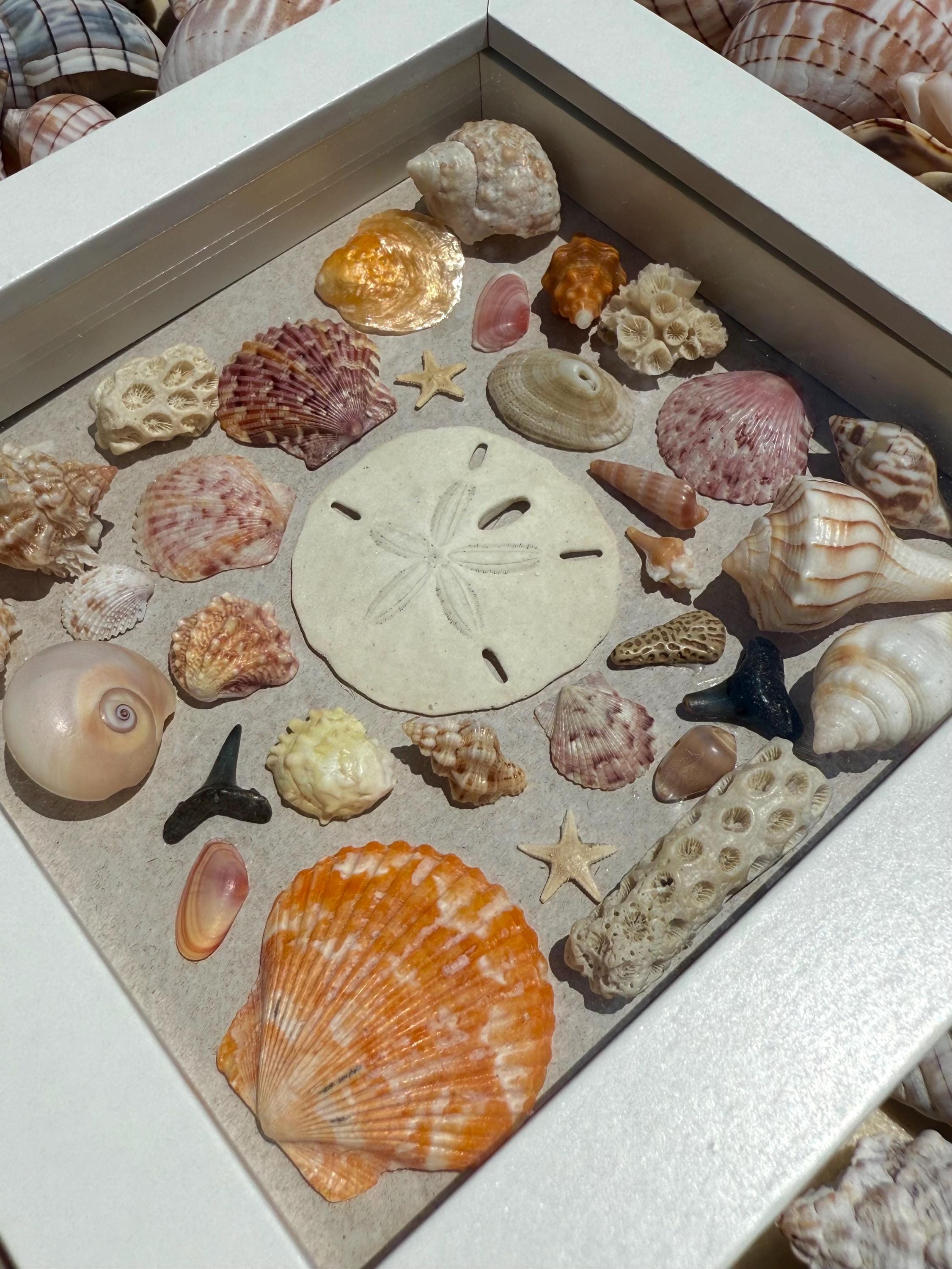 Shell Paper Collage Shell Collage in Display Frame - Etsy
