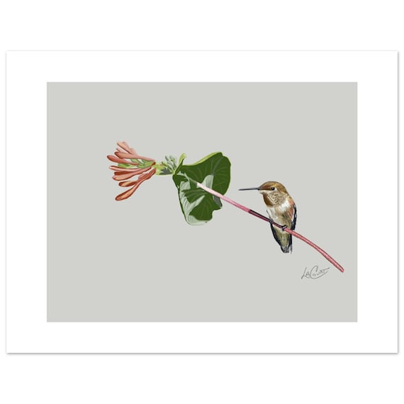 Unframed Hummingbird Art Print - White Border - 3 Sizes Available