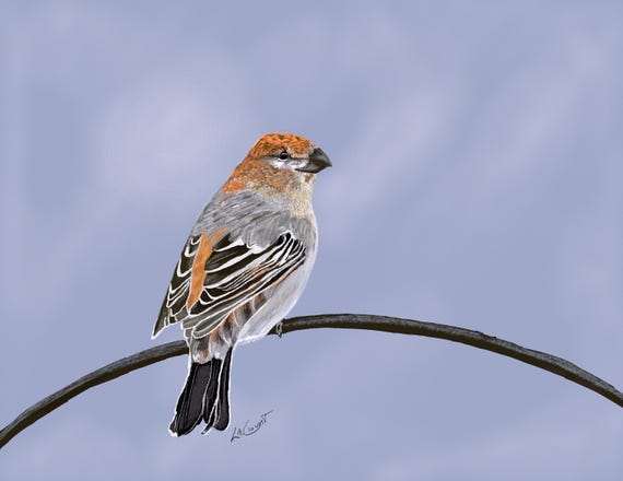 Pine Grosbeak Bird Art Print | Framed Wildlife Nature Decor (4"x6" Framed)