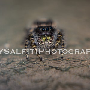 Phidippus
