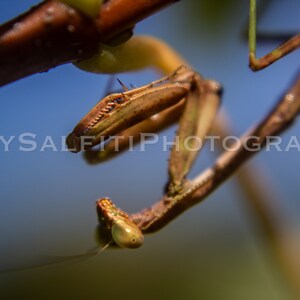 Praying Mantis