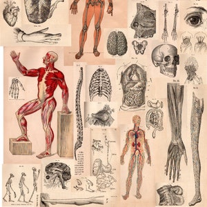 Vintage Human Anatomy Illustrations • Antique Medical Scans • Art Reference Material (Digital Download) image 2
