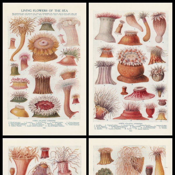 Digital Collage Sheet Sea Anemones 1930s Fussy Cut Instant Download