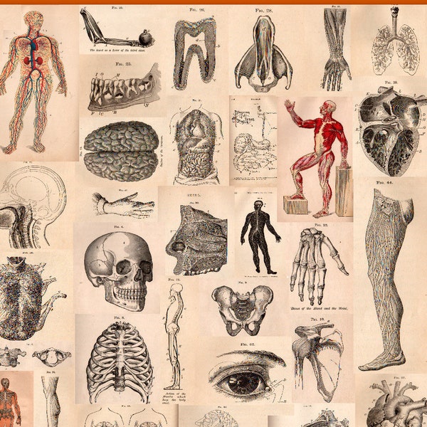 Vintage Human Anatomy Illustrations Collage Sheet, Clip Art Instant Download/Digital Print