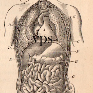 Vintage Human Anatomy Illustrations • Antique Medical Scans • Art Reference Material (Digital Download) image 8