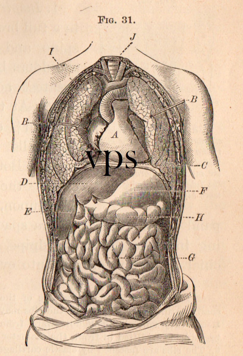 Vintage Human Anatomy Illustrations • Antique Medical Scans • Art Reference Material (Digital Download) image 8