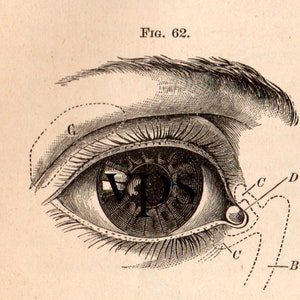 Vintage Human Anatomy Illustrations • Antique Medical Scans • Art Reference Material (Digital Download) image 7
