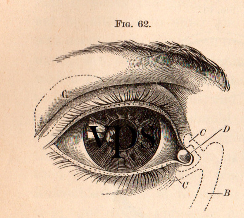 Vintage Human Anatomy Illustrations • Antique Medical Scans • Art Reference Material (Digital Download) image 7