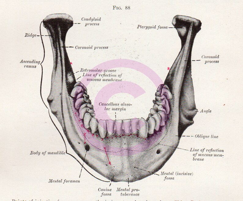 Antique Dental Anatomy Illustrations • 19th Century Dentistry Scans ...