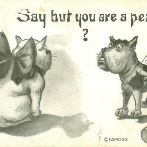 Scruffy Dog à Fancy Cat, « Dites mais vous êtes une pêche? » Famoss n ° 6426 Drôle de millésime 1911 Carte postale, d’occasion postale