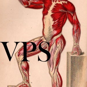 Vintage Human Anatomy Illustrations • Antique Medical Scans • Art Reference Material (Digital Download) image 3