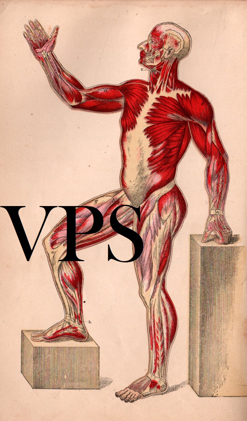 Vintage Human Anatomy Illustrations • Antique Medical Scans • Art Reference Material (Digital Download) image 3