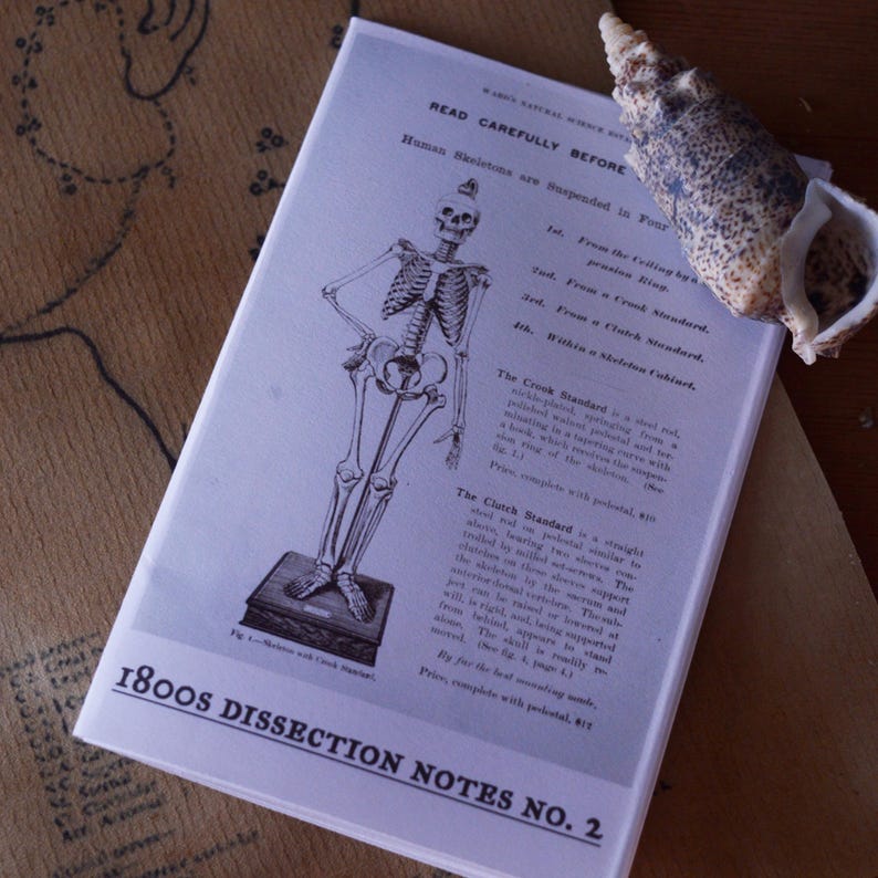 Zine - 1800s Dissection Notes No. 2 Taken From Real Anatomy Drawings ...