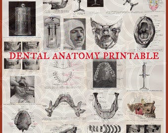 Antique Dental Anatomy Illustrations • 19th Century Dentistry Scans (Digital Download)