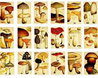 18 Antique Botanical Mushroom Prints— Edible & Toxic Species — Historically Sourced, Not AI‑Generated — Digital Download