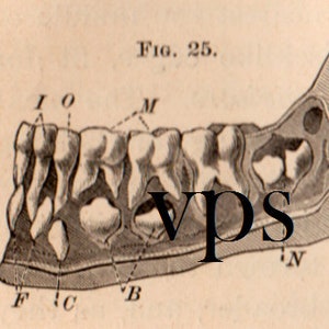Vintage Human Anatomy Illustrations • Antique Medical Scans • Art Reference Material (Digital Download) image 5